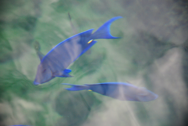 poisson-bleu-iridescent-tulum-mexique