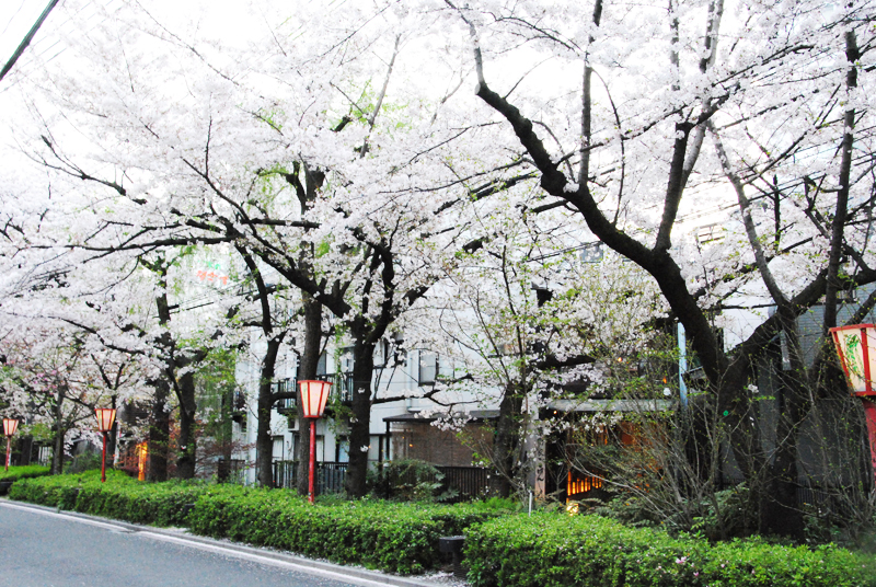 kyoto-street-during-cherry-blossom
