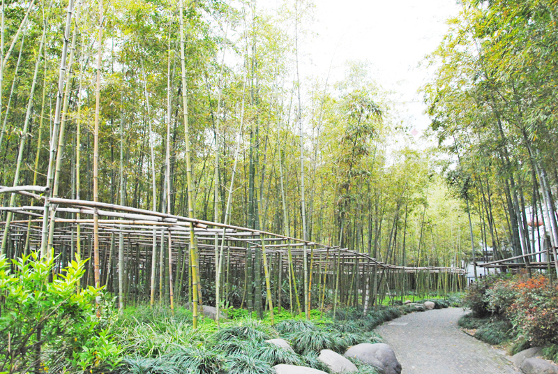 shanghai-garden-of-bamboo-tree