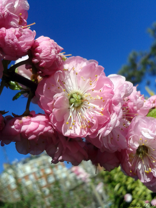 cherry-blossom-cerisier-en-fleur-paris