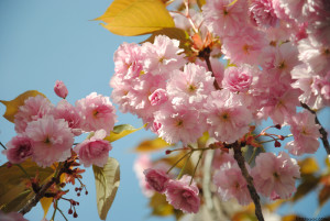 CHERRY BLOSSOM AT EIFFEL TOWER