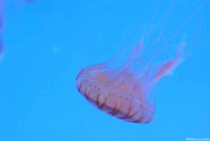 jellyfish-tokyo-aquarium