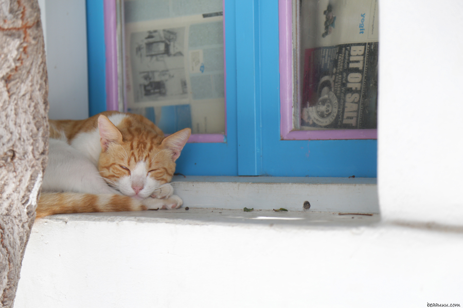 cat-sleeping-in-paros-greece