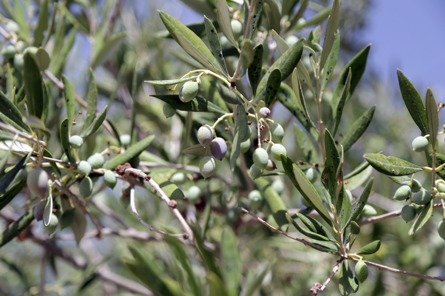 olivier-paros-grece