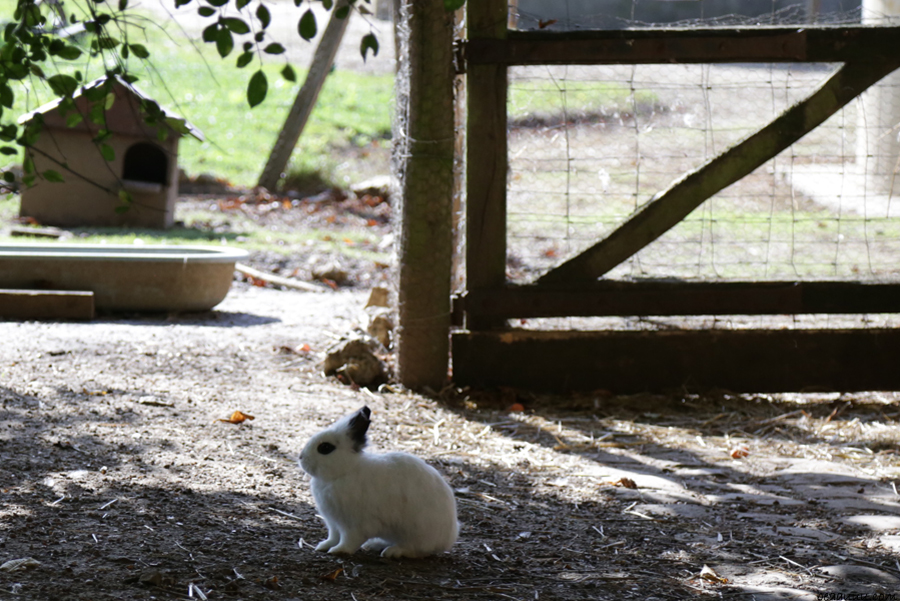 rabbit-versailles-farm
