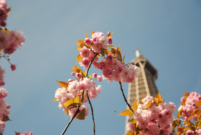 cerisier-en-fleurs-tour-eiffel-paris