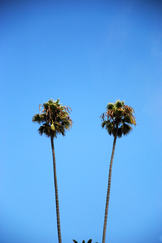 palm-tree-santa-monica