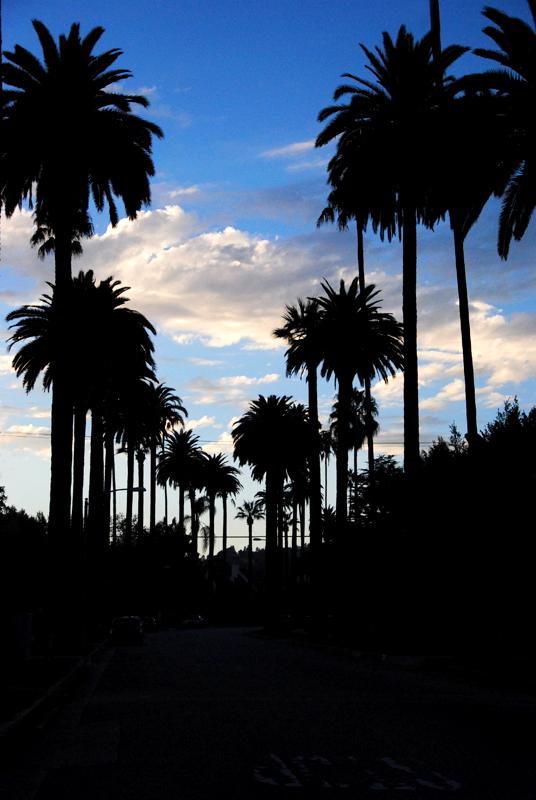 palm-tree-sunset-los-angeles