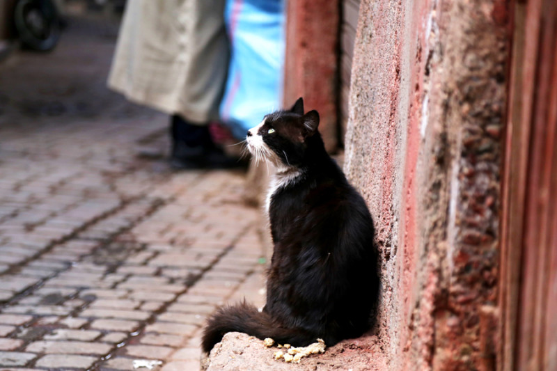 Cats in Marrakech