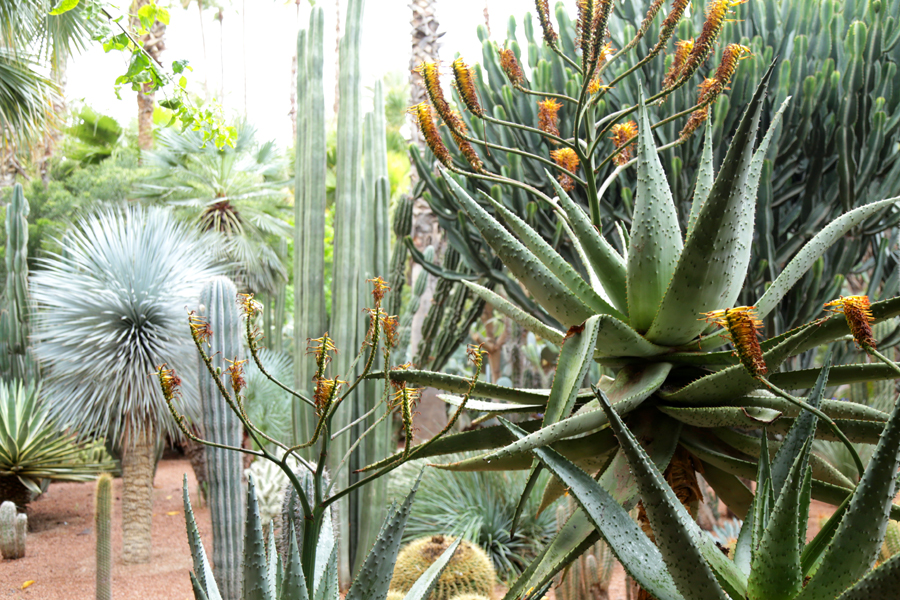 jardin-majorelle-cactus