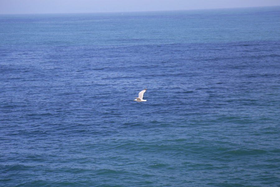 goéland volant atlantique aquitaine