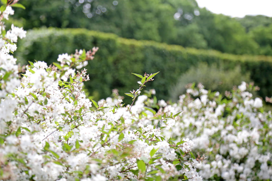 arbuste-petites-fleurs-blanches