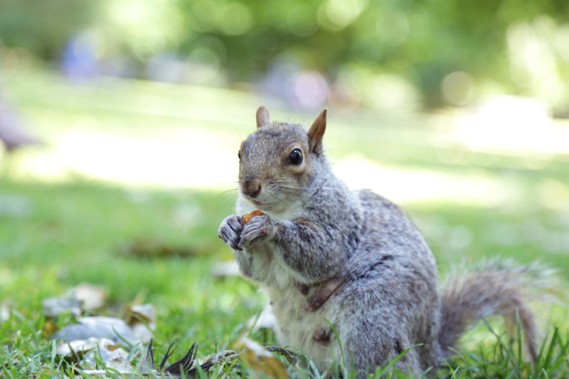 L'écureuil de St James Park