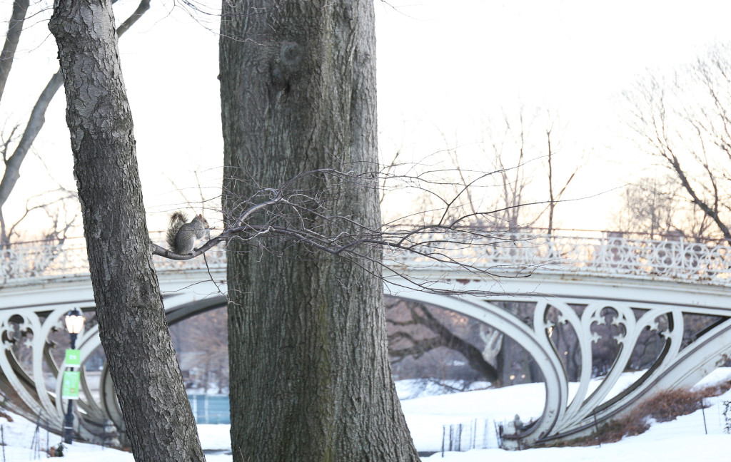 squirrel in central park