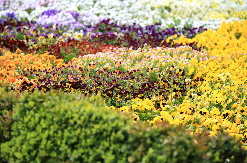 Le Jardin Botanique de Madrid